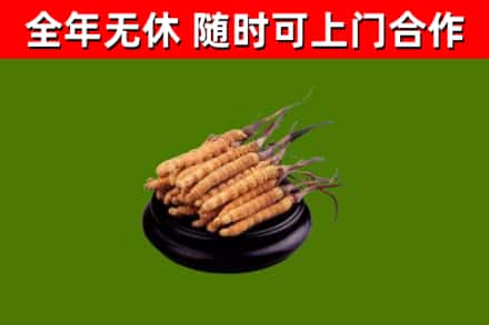 西沙区烟酒回收冬虫夏草.jpg
