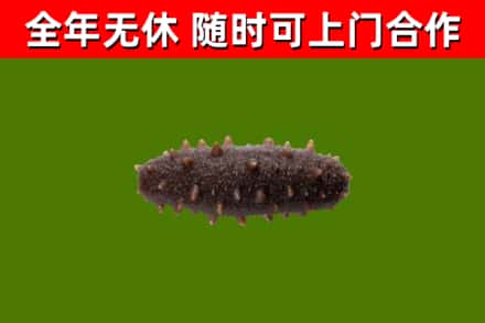 西沙区烟酒回收干海参.jpg